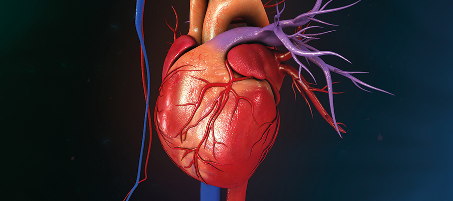 Coronary Artery Disease Turkey